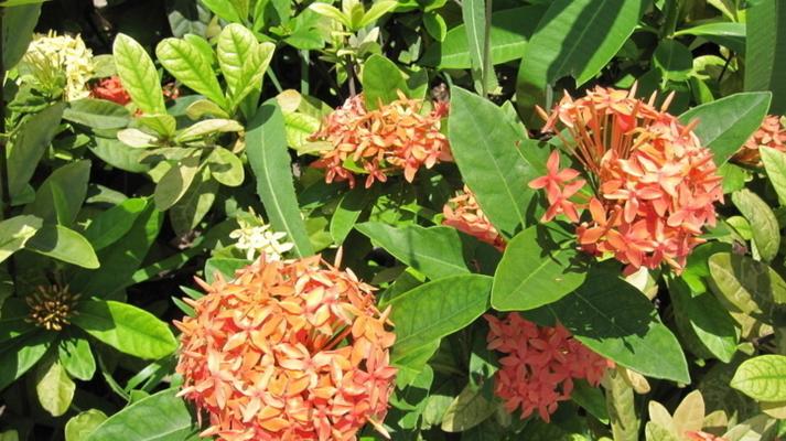 龙船花（探讨龙船花的生长特点及分类）