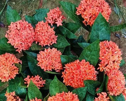 龙船花的生命特征（揭开龙船花是一年生还是多年生的谜团）