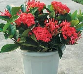 龙船花有毒吗（毒性不容忽视）