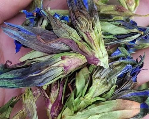 龙胆草的种植与收获详解（了解龙胆草的生长特点）