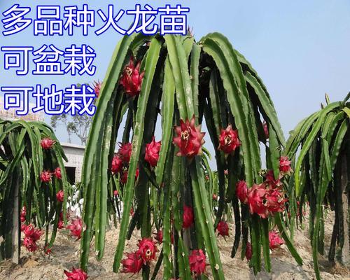 龙丰果（探究龙丰果长效结果实的原因及其商业价值）