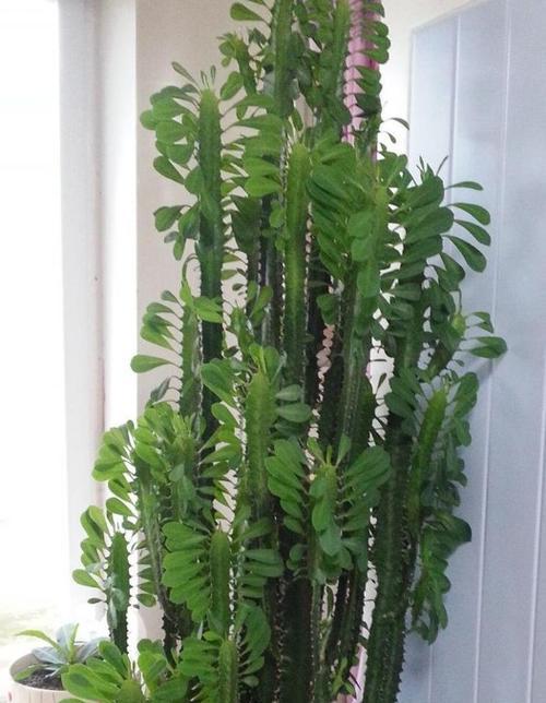 龙骨开花周期解析（探究龙骨开花的时机及关键因素）