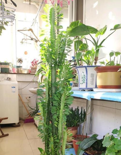 龙骨花的功效与放置方法（打造舒适卧室）