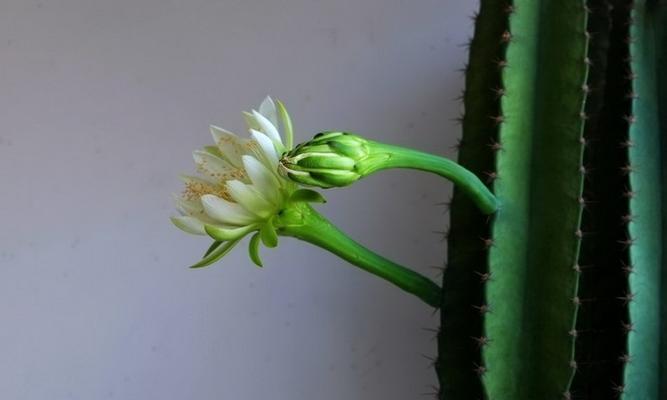 龙骨花的开花时间及特点（探秘龙骨花开花的奥秘）