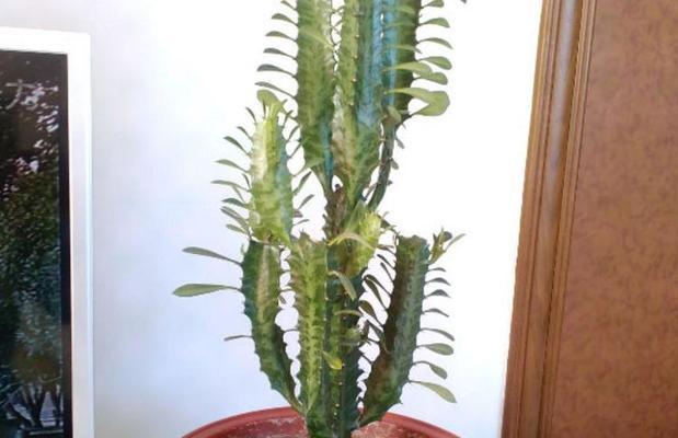 龙骨花的喜阳特性（揭秘龙骨花爱晒太阳的8个原因）