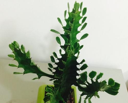 龙骨肥料如何选择（龙骨施什么肥最好）