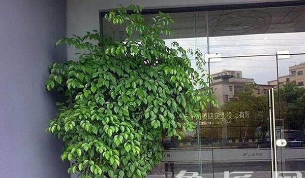 龙骨（打造专业、时尚的办公室氛围）