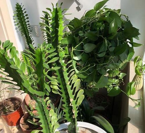 巧克力色的巴西龙骨室内养殖指南（了解巴西龙骨的毒性和正确养护方法）