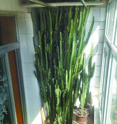 龙骨有毒吗？了解龙骨的种种禁忌
