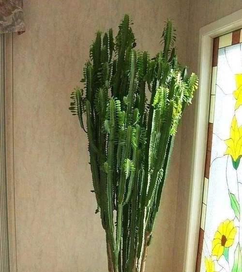 龙骨开花全攻略（龙骨养护技巧）