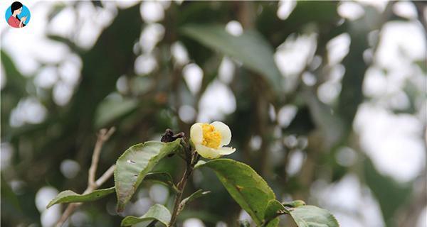 龙井茶树的开花情况（探究龙井茶树开花的奥秘）