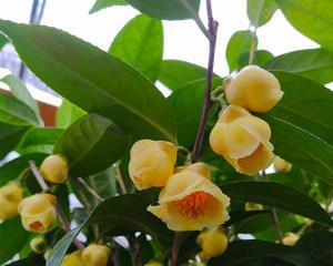 龙井茶树的开花情况（探究龙井茶树开花的奥秘）