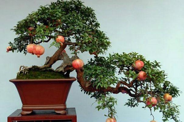 石榴树冬天种植可行性研究（石榴树）