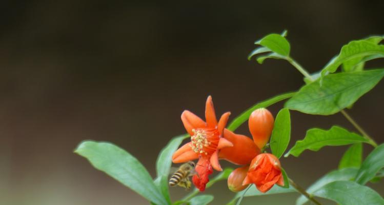 石榴树开花结果时间及管理技巧（掌握这些知识）