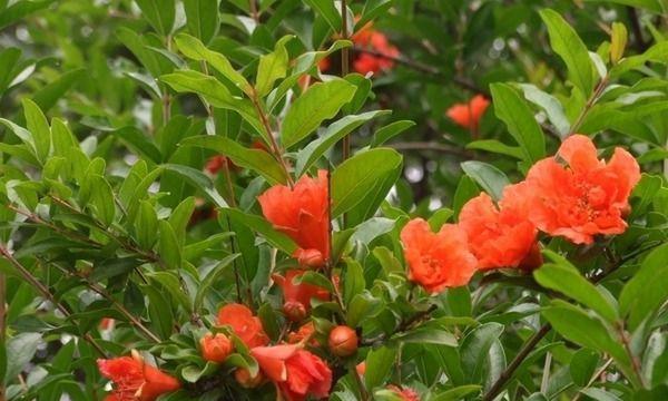 石榴树的花期及相关知识（了解石榴树开花的时间和喜好）