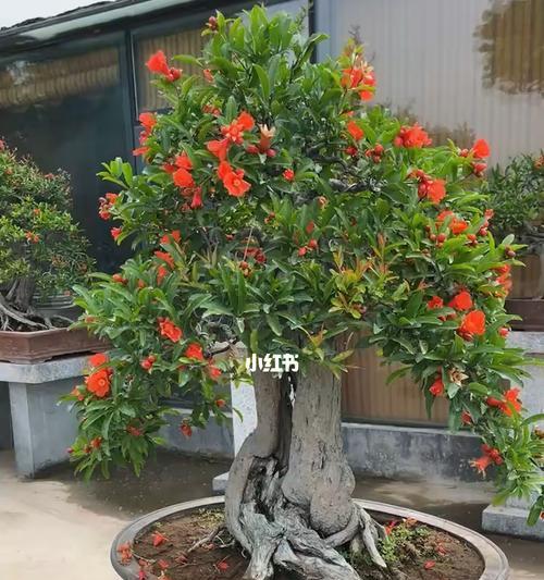 石榴树的盆栽养殖指南（从选种到管理）