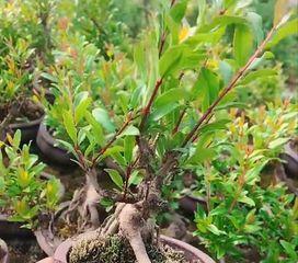石榴树的扦插技术（繁殖石榴树的方法与注意事项）