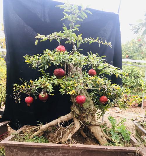 石榴树的过冬温度要求剖析（怕冻还是耐寒）