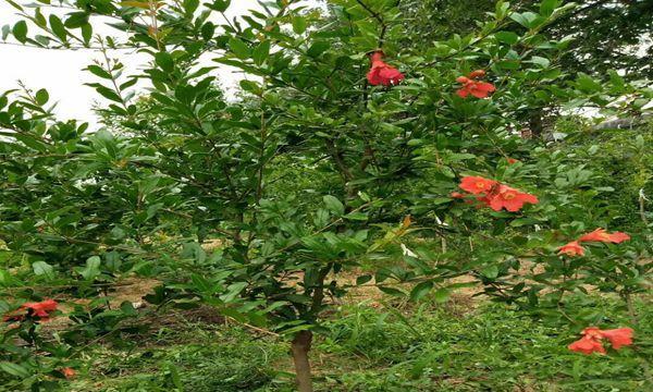 石榴树如何施肥（科学肥料使果实更红润）
