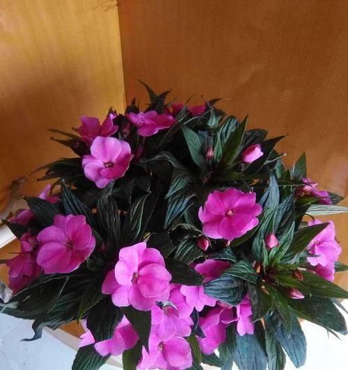 探究石榴的喜阳或喜阴习性（石榴生长环境的选择和调节）