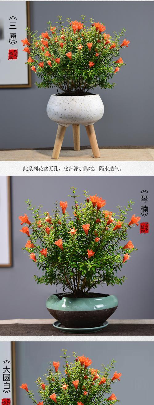 如何选择合适的盆种植石榴树（石榴盆栽的大小）