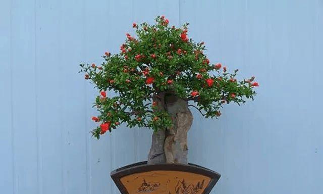 如何选择合适的盆种植石榴树（石榴盆栽的大小）