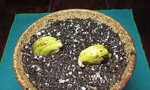 石榴种子如何快速发芽（从选种到发芽的全程解析）