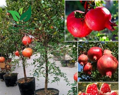 石榴籽能种吗（探究石榴籽的发芽率和最佳种植时间）