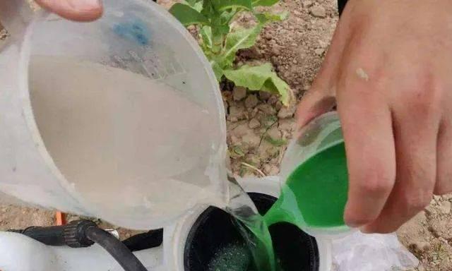 石榴钻心虫防治方法大揭秘（掌握这些方法）