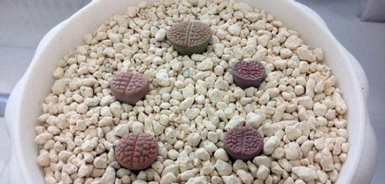 石生花的栽培与土壤选择（如何选择适宜的种植土壤及石生花配土方法）