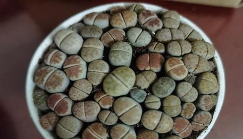 石生花分株指南（如何正确分株石生花）