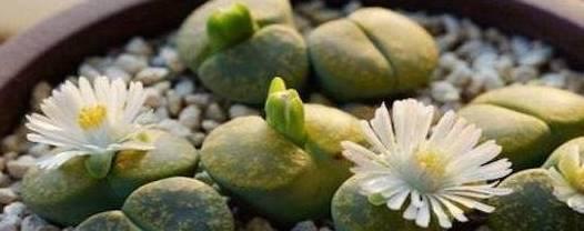 石生花的繁殖方法及注意事项（掌握这些技巧）