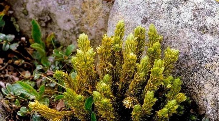 探寻石松植物的奥秘（揭秘石松的种类）