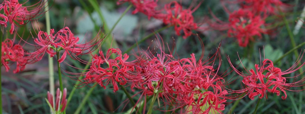 探秘石蒜花的多彩色彩（品味自然之美）