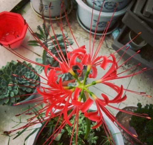 石蒜花有毒吗（石蒜花的毒性）