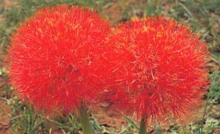 探秘石蒜科花卉的魅力（了解石蒜科植物的品种）