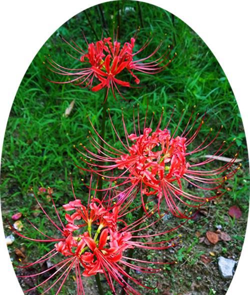 石蒜花开的奥秘（探究石蒜一年开几次花的原因）