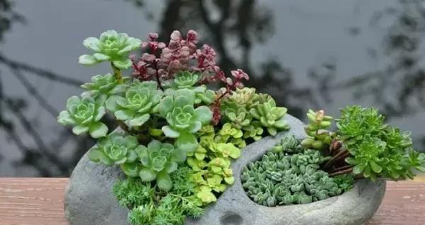 石头花盆，打造自然花园（适合养什么花）