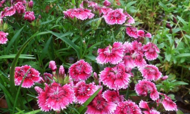石竹花期剖析（探秘这种优美的花卉）