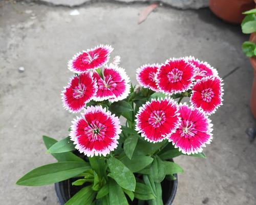 石竹花是否能在冬天绽放（冬季开花的奇迹）