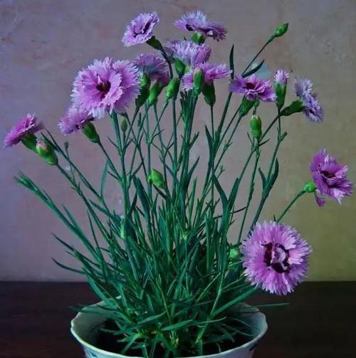 石竹花肥料全指南（让您的石竹花更加茂盛健康）