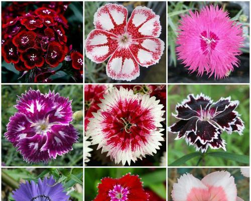 石竹花的开花季节与特点（四季鲜花）