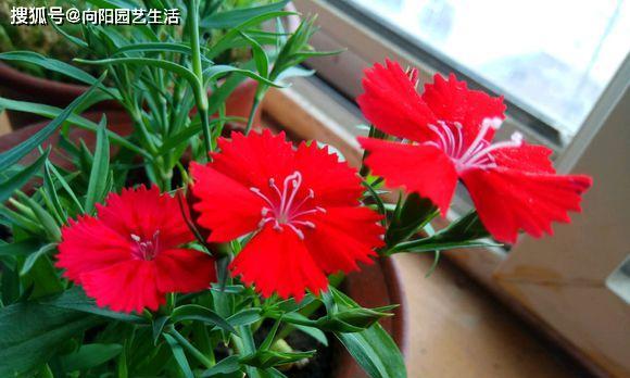 石竹花的养殖与注意事项（石竹花有毒吗）