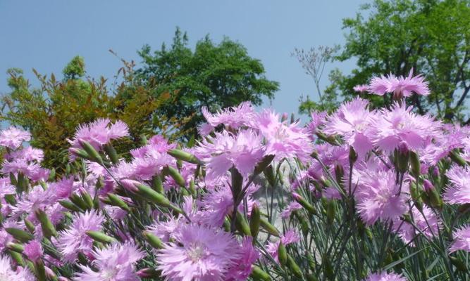 石竹花有香味吗？——探讨石竹花的香气特征