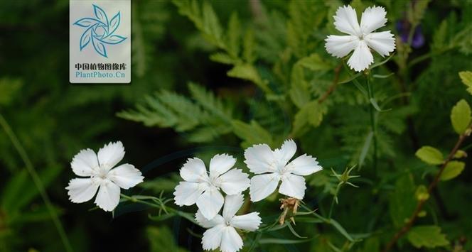 石竹花（探究石竹花的繁殖方式及其种子特征）