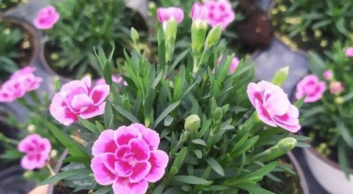 石竹花怎么养爆盆（从选盆到养护）