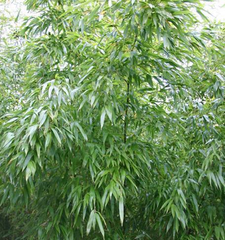 探究石竹的植物类型及特点（探究石竹的植物类型及特点）