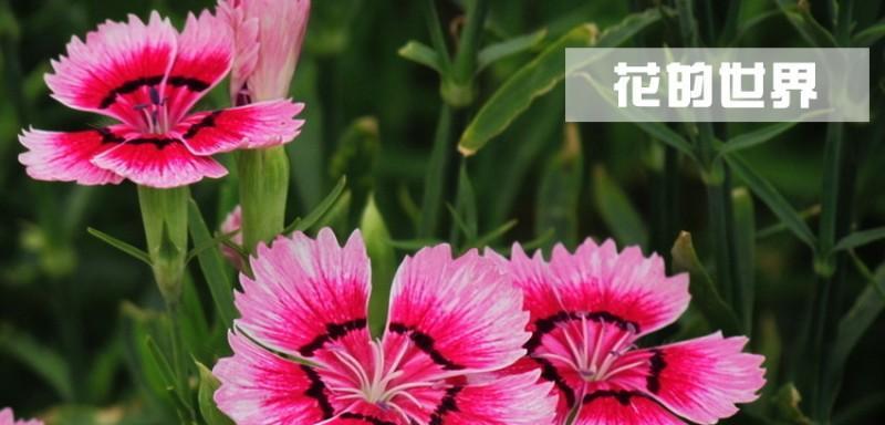 欧石竹的开花周期（探秘欧石竹每年开花的神奇规律）
