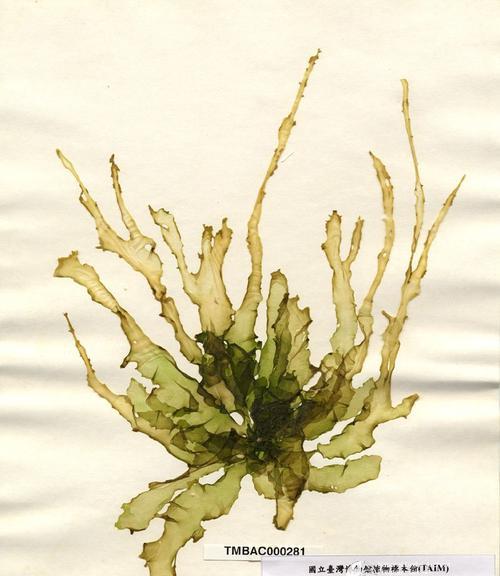 石莼，一种水生植物（石莼的特点）
