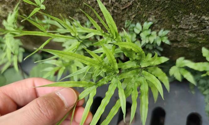 石菖蒲是单子叶植物吗（探究石菖蒲的分类特征与生态习性）